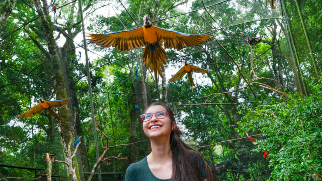 Arara voando acima cabeça mulher