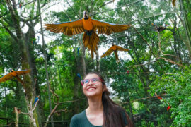 Iguazu Birds Park: Guide by Locals Arara voando acima cabeça mulher