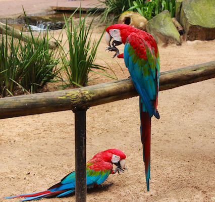 parque-das-aves-foz-do-iguacu-1 parque-das-aves-foz-do-iguacu-1